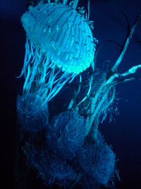 夜の水族館