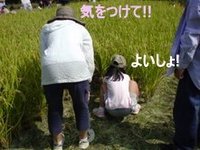 刈り取り作業