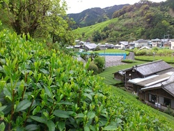 新茶