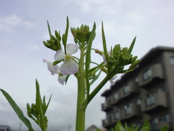 ﾞ白い花が咲きました。ﾞ