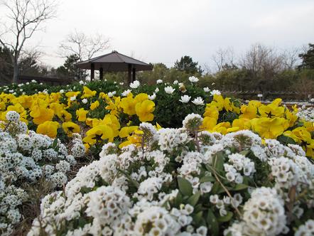 ２月　スイセン咲く