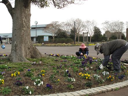 吉田公園に　春が来たかな～