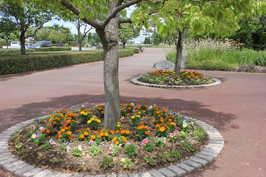 吉中2年生が植栽した花壇です