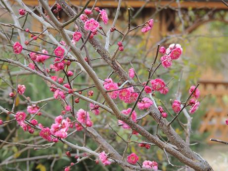 紅白の梅の花