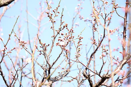 春　梅　開花かな～！