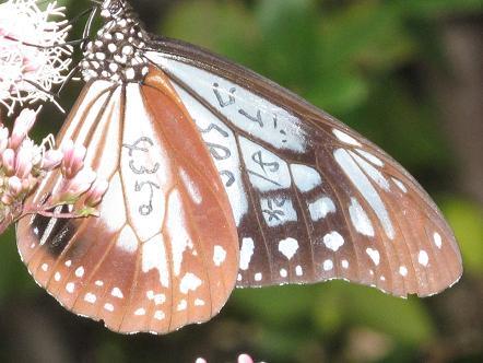 100頭目のアサギマダラにマーキングが・・・