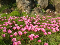 「ときめきの小径花壇」・・・植付け完了！