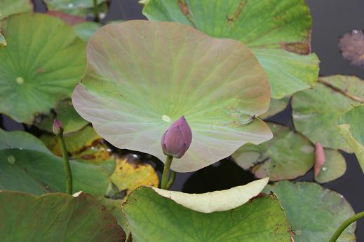 公園の花たち、木々たちがんばれ！