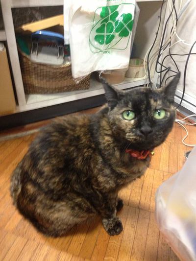 (=^・ω・^=)ご近所猫さん