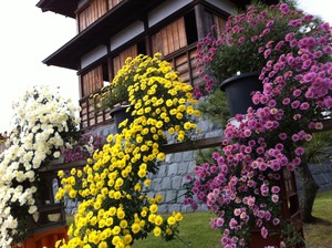藤枝菊花大会