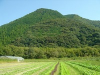 葉物収穫