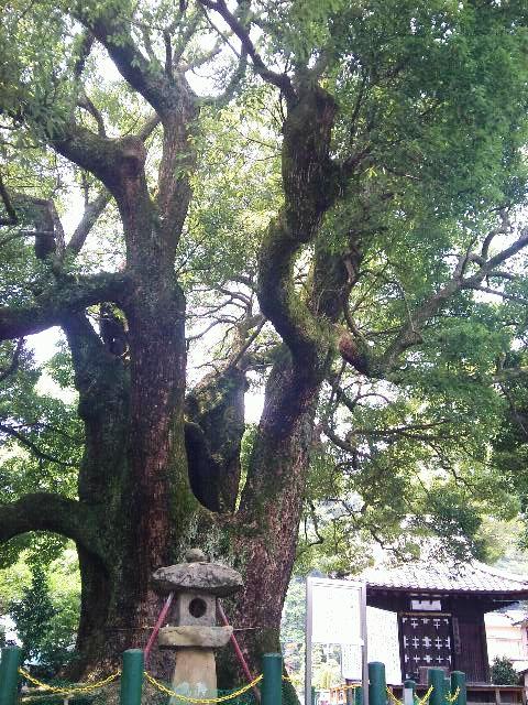 浅間町の大樹