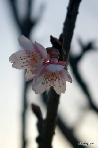 寒さの中で・・