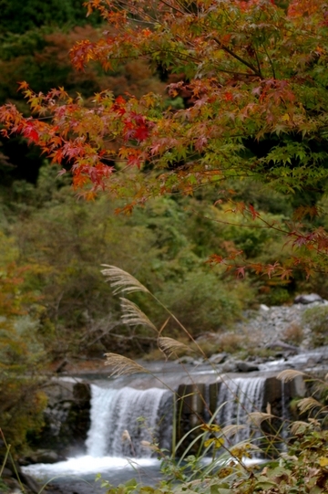 梅ヶ島方面の紅葉