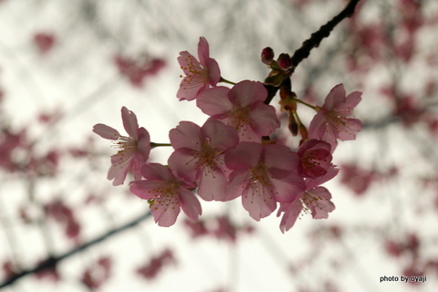 寒桜・・