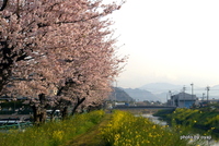 土手の桜・・