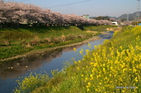 庵原川の桜・・