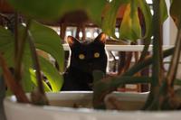 くろねこ　の魅力。