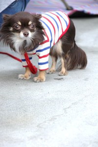 Dogs行ってきました☆