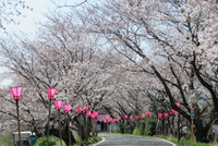 藤枝金比羅山桜開花情報