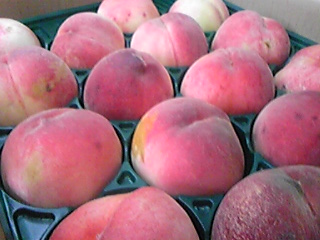 私のうちの・・・・野菜室が！！