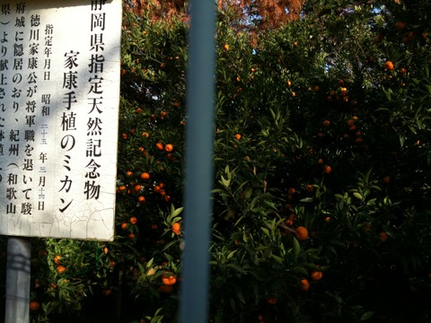 静岡よいとこ一度はおいで！！
