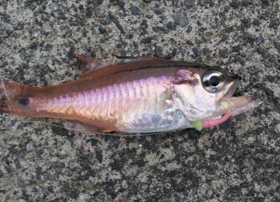 気晴らしの　海釣り