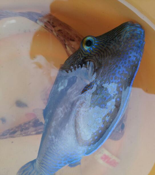 気晴らしの　海釣り