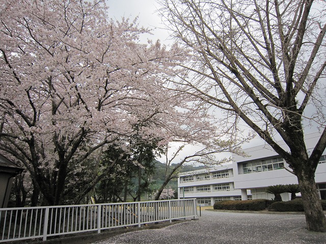 スローな暮らし スローなデザイン 島田市で 自然と暮らす 木の家づくり 桜 島田市立 金谷小学校の校庭 島田市金谷地区