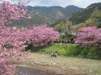 河津桜は満開！