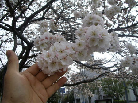 今日の帯桜　Ｖｏｌ．3