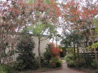 池田の森の紅葉