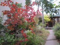 池田の森の紅葉