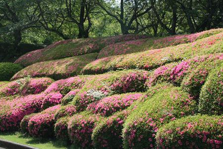 先年の静岡県立美術館園地