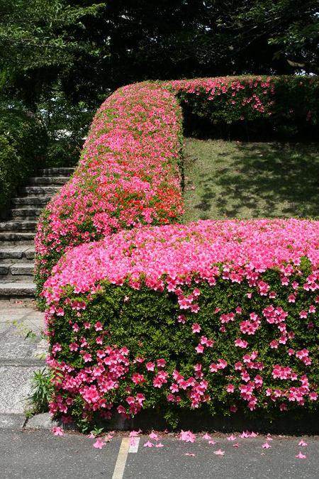 先年の静岡県立美術館園地
