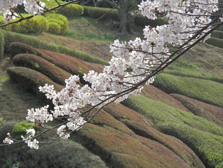 静岡市・桜（1）