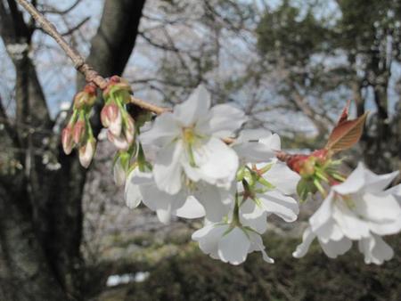 静岡市・桜（1）