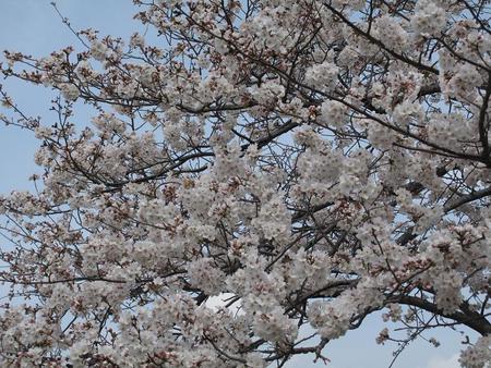 静岡市・桜（1）