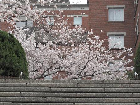 静岡市・桜（1）