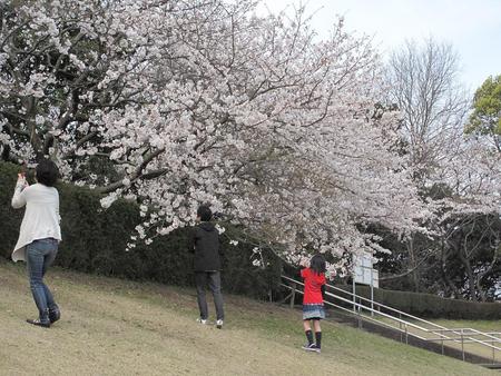 静岡市・桜（1）