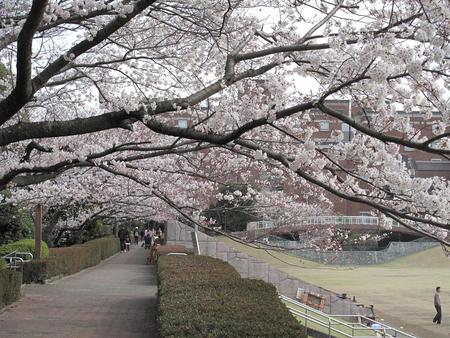 静岡市・桜（1）