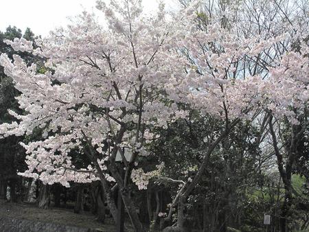 静岡市・桜（1）