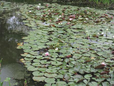 水生植物園（1）