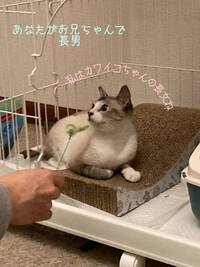 トライアル２週間目