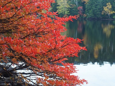 秋はやっぱり紅葉。今年は白駒池