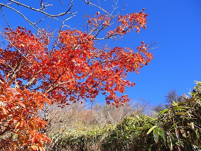 久々の山～上十枚・青笹～