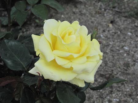 島田市　ばらの丘公園（1）
