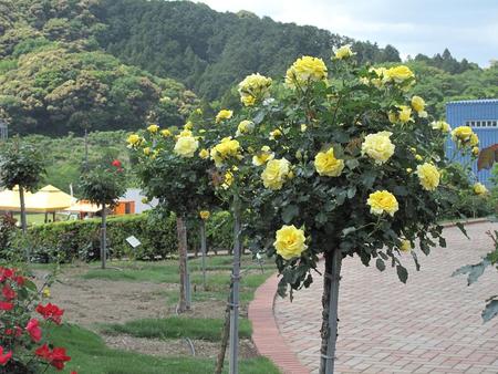 島田市　ばらの丘公園（1）