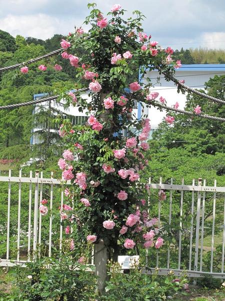 島田市　ばらの丘公園（2）