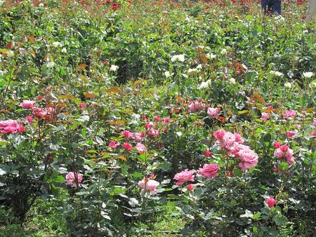 島田市　ばらの丘公園（2）